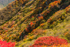 本峰斜面の紅葉