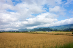 麦秋