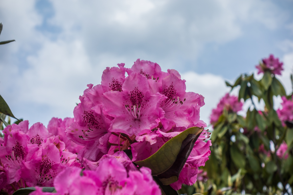 星野村のシャクナゲ-2