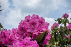 星野村のシャクナゲ-2