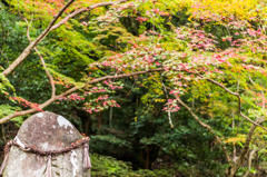 仁比山神社の紅葉-1