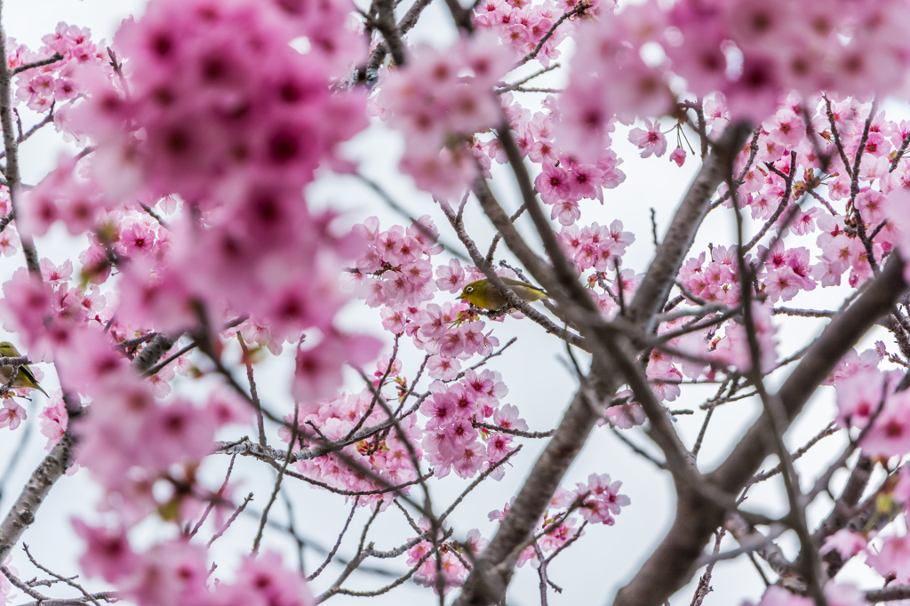 桜とメジロ