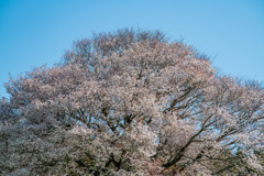 馬場の山桜-6