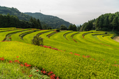 江里山の彼岸花-11