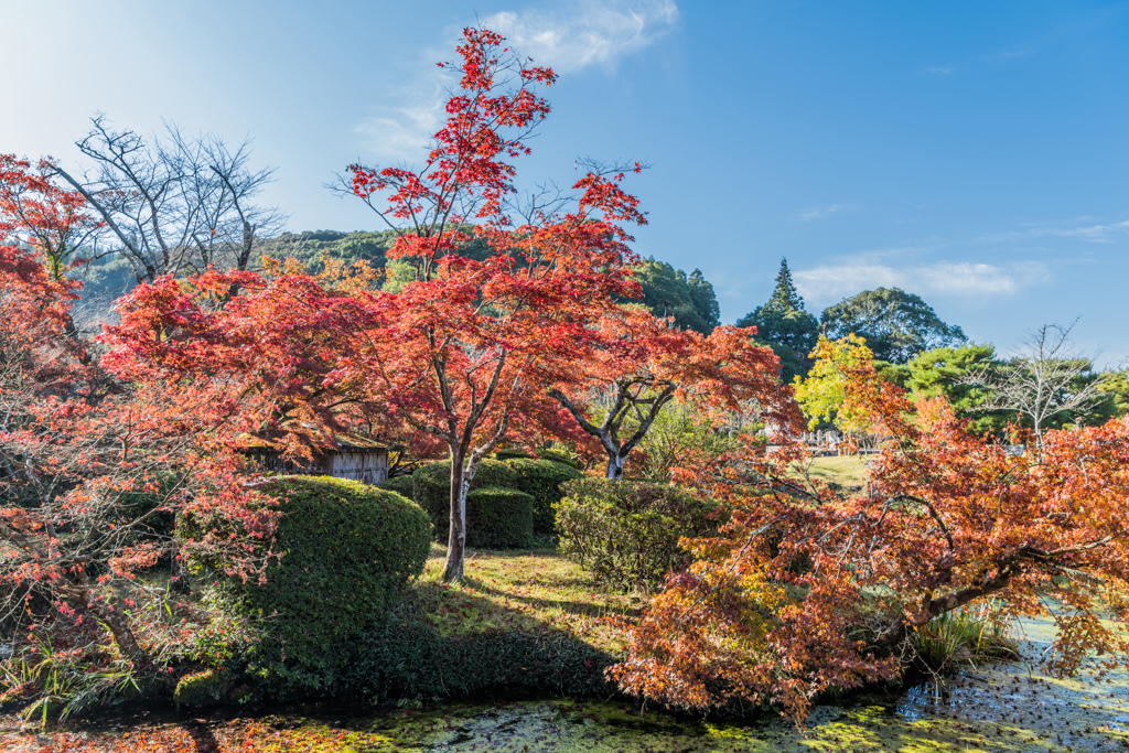 西渓公園-5