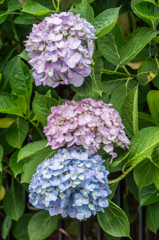 今朝のアジサイ-2