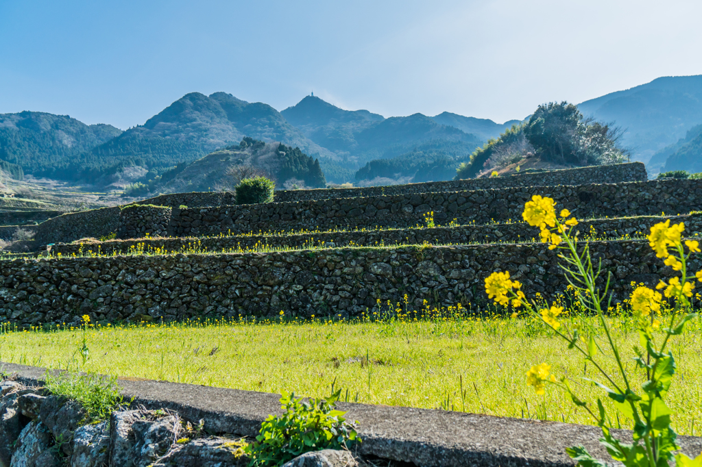 菜の花の蕨野-4