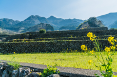 菜の花の蕨野-4