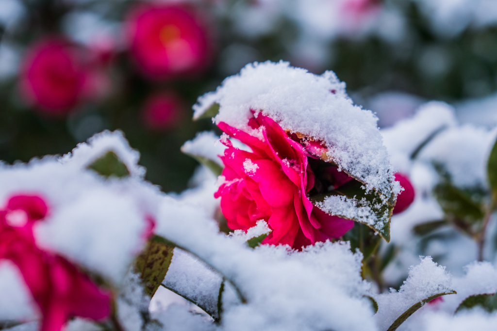 雪と山茶花
