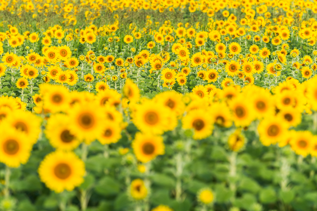 渕のひまわり畑-3