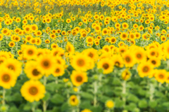 渕のひまわり畑-3