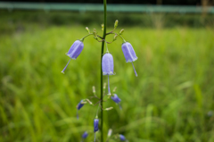 サイヨウシャジン