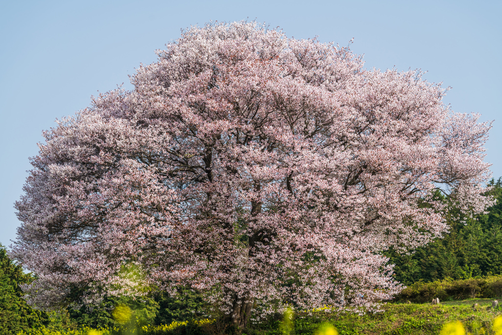 馬場の山桜-5