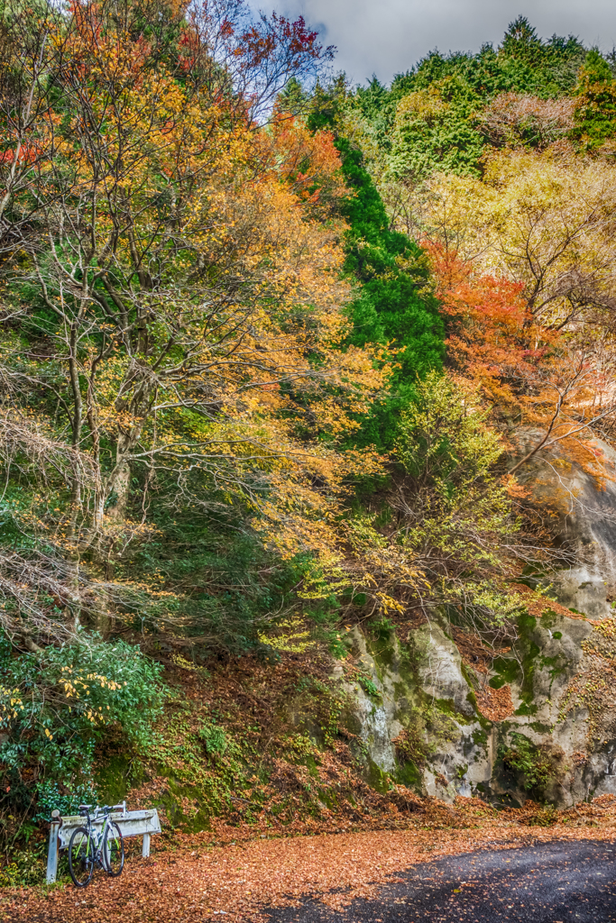林道の紅葉