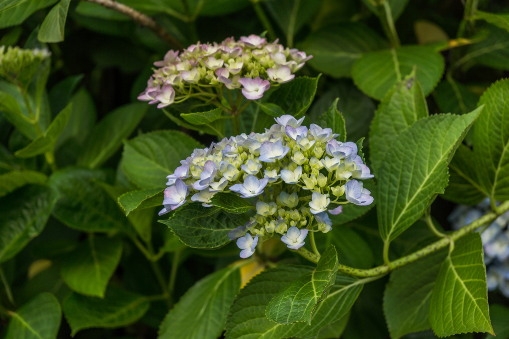今季初アジサイ-1