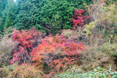 天山の紅葉-3