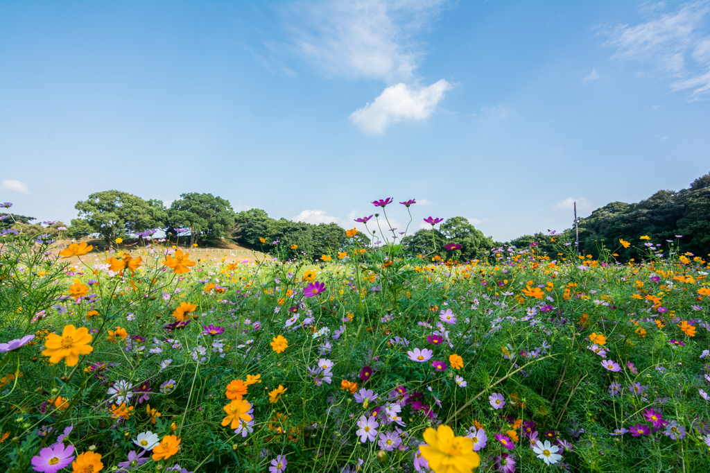 展海峰のコスモス園-2
