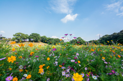 展海峰のコスモス園-2