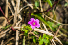 アカバナゲンノショウコ