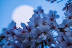 月に夜桜