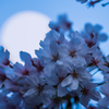 月に夜桜