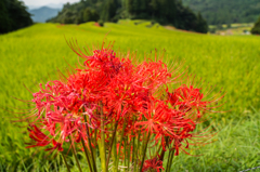 江里山の彼岸花-13