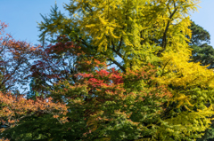 イチョウとモミジ-1