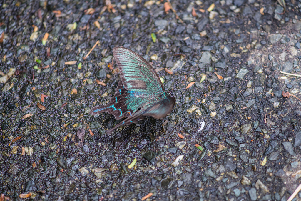 カラスアゲハ