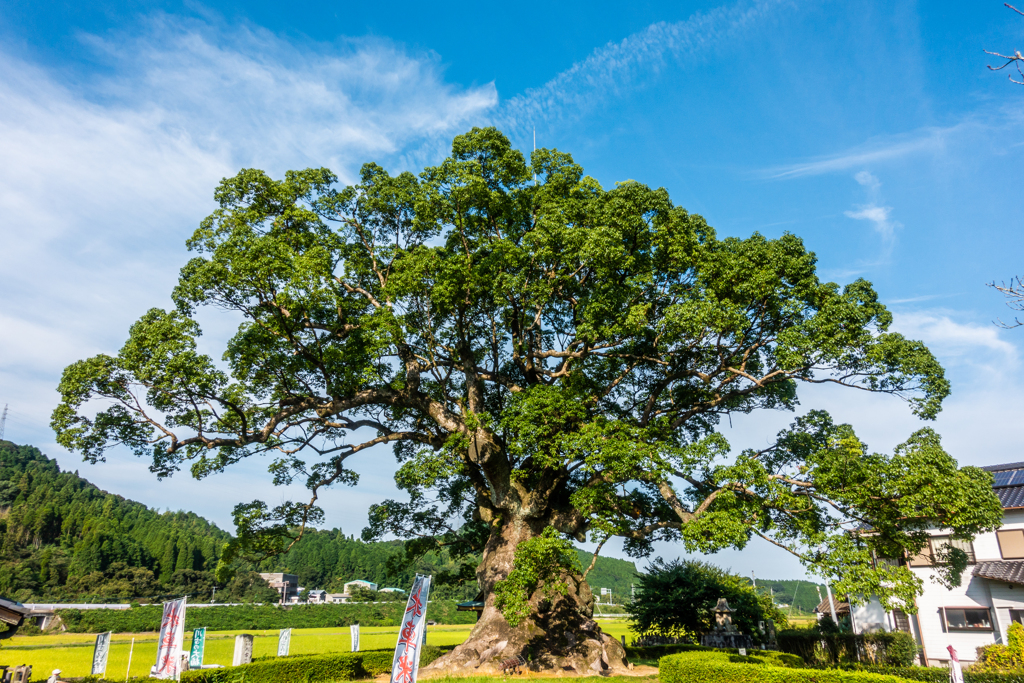 若木の大楠