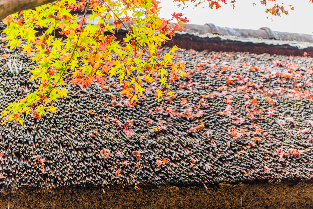 葦葺屋根と紅葉-3