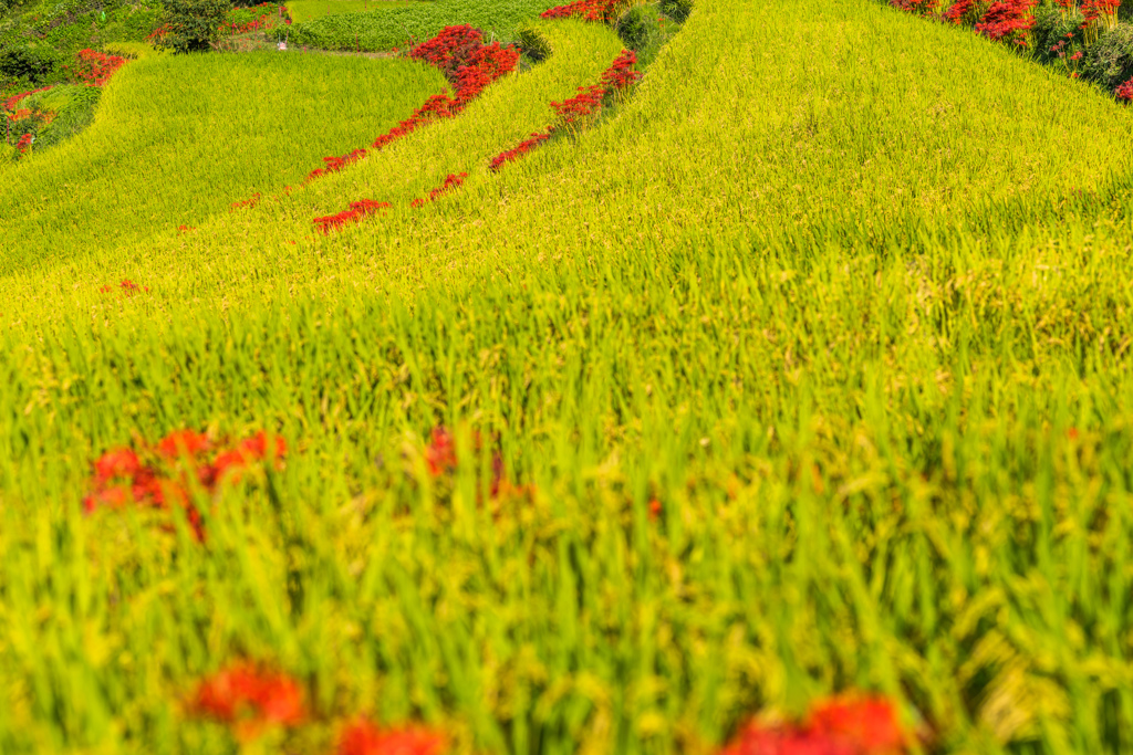江里山棚田-5