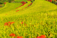 江里山棚田-5