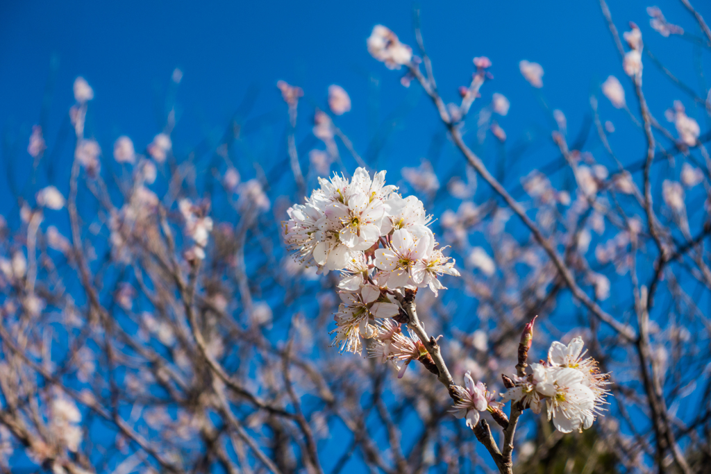 早咲きの桜