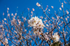 早咲きの桜