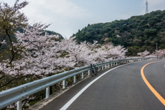 厳木ダムの桜