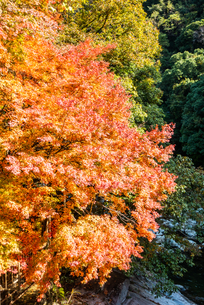 雄淵雌淵の紅葉-2