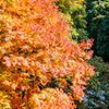 雄淵雌淵の紅葉-2