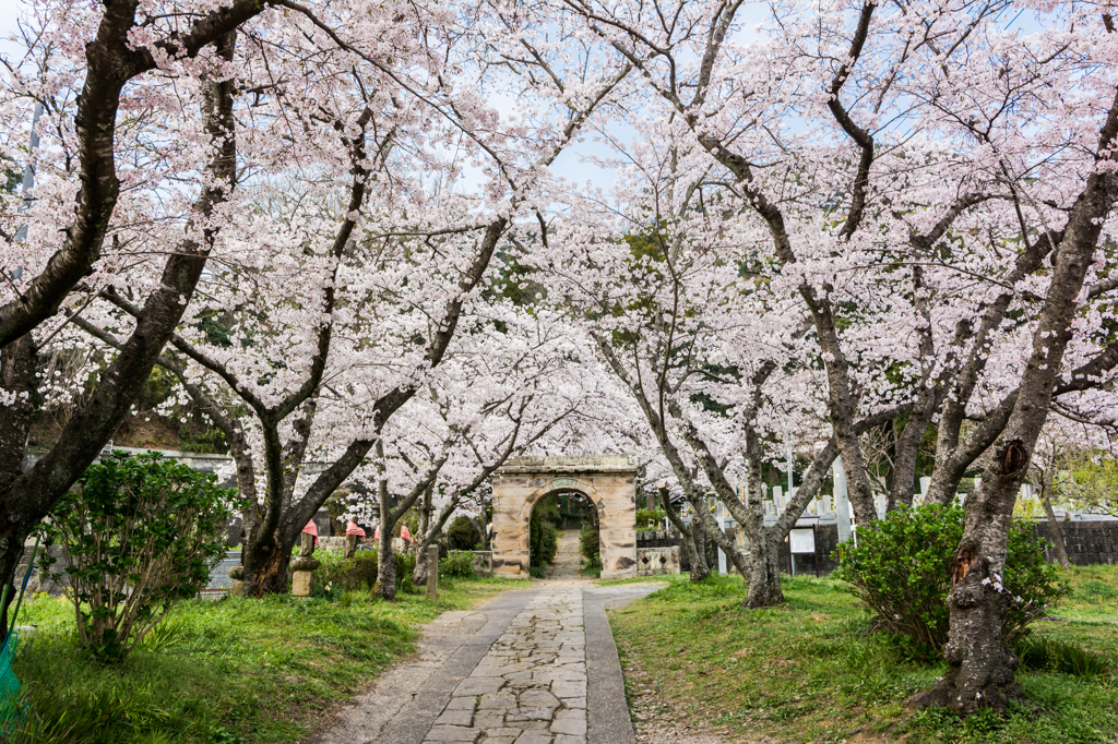 円応寺の桜-1