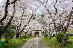 円応寺の桜-1