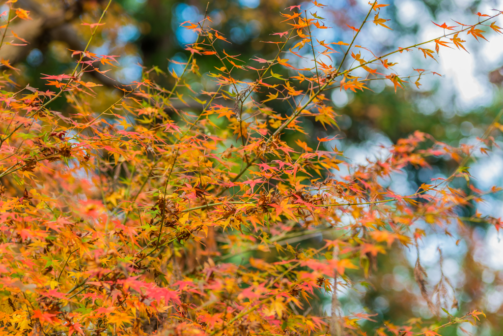 若宮八幡宮の紅葉-4