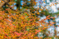 若宮八幡宮の紅葉-4