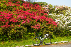 高良山つつじ公園-2