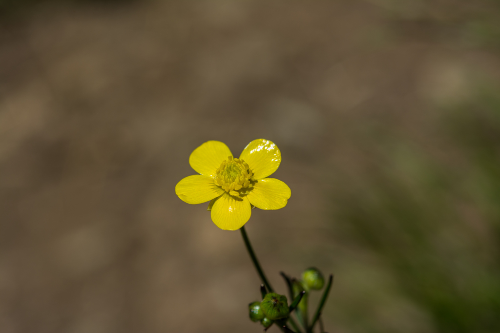 ウマノアシガタ