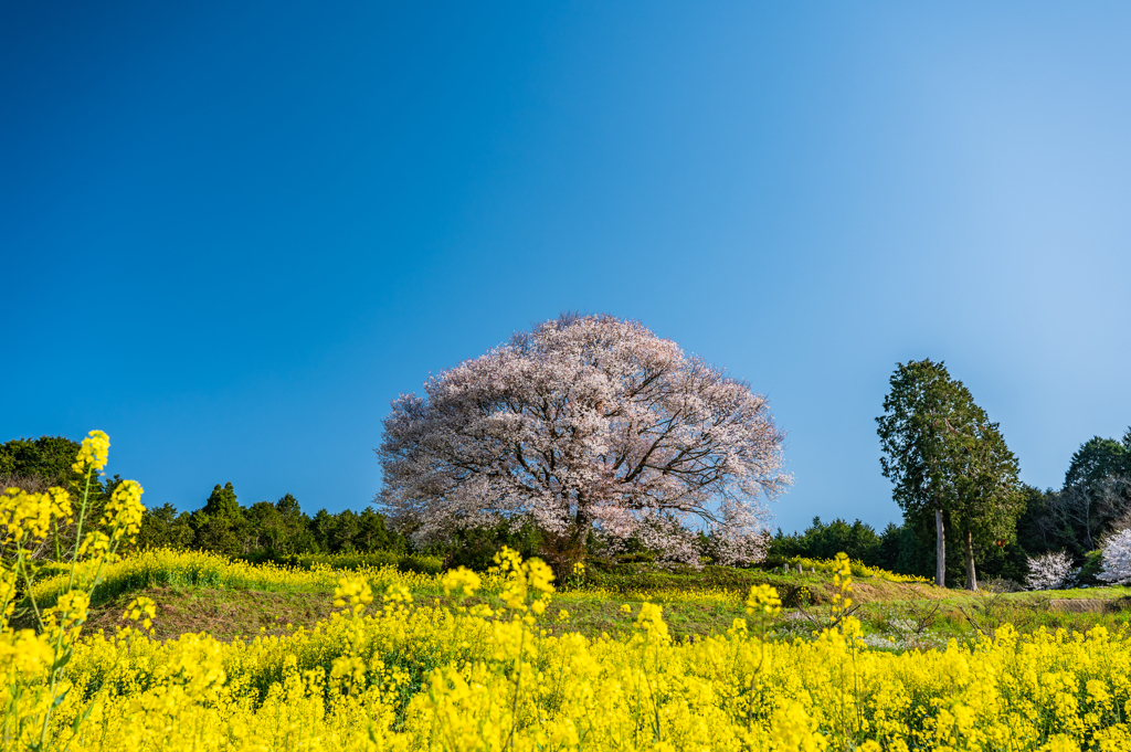 馬場の山桜-4