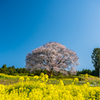 馬場の山桜-4