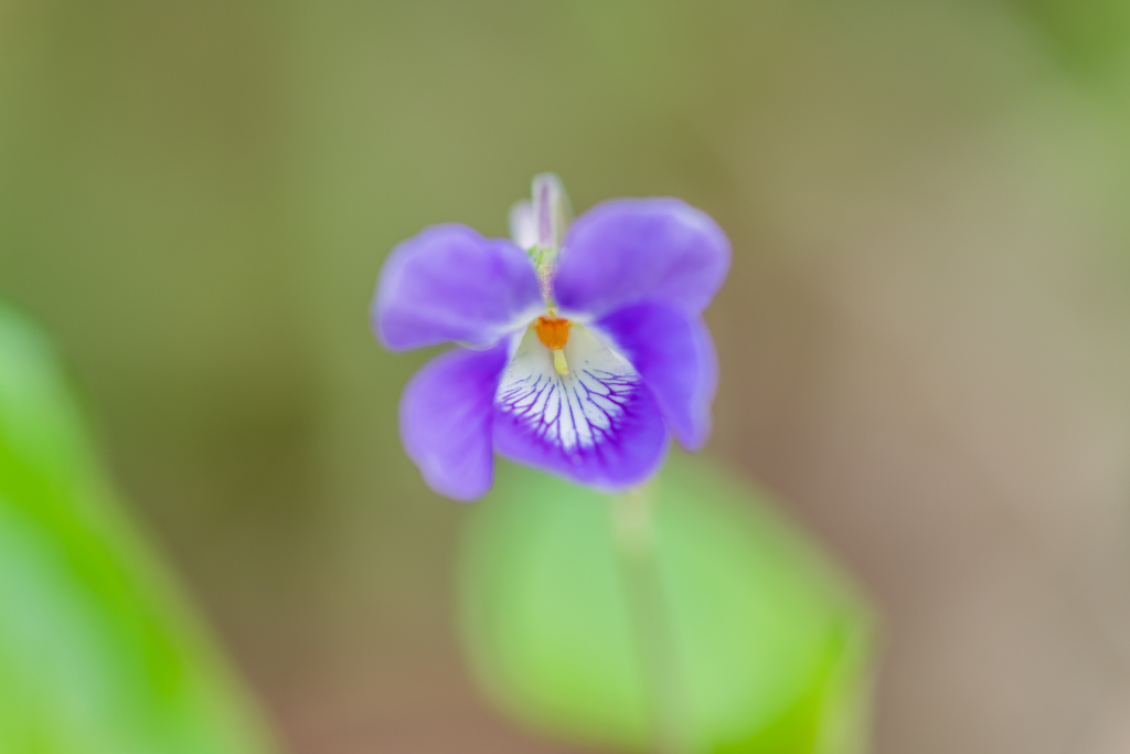 タチツボスミレ