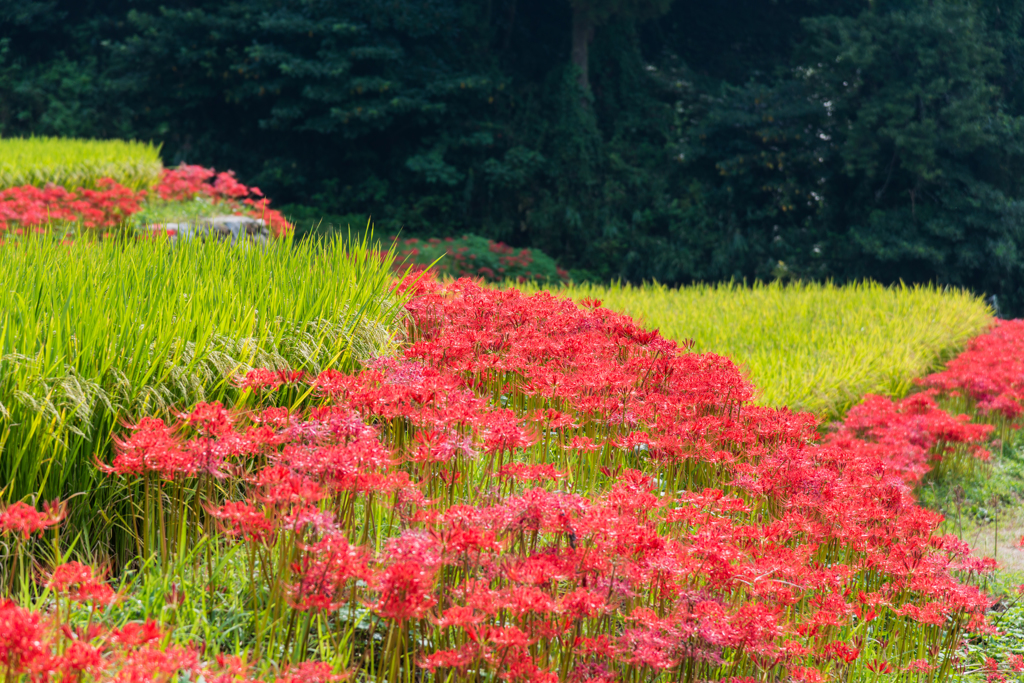 江里山の彼岸花-03