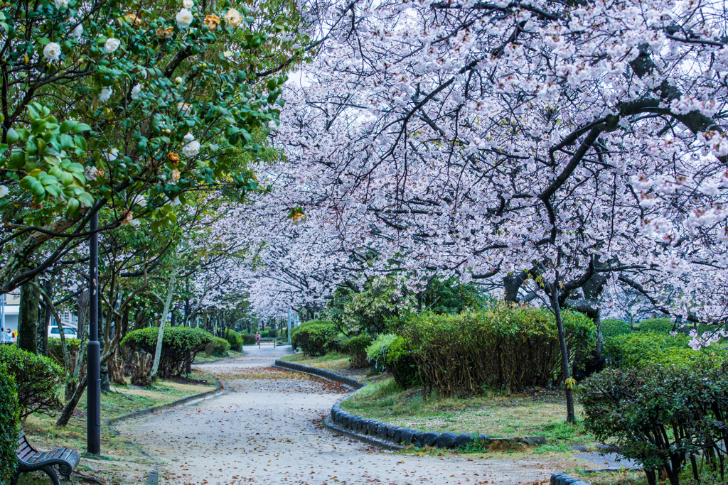 堀端の桜