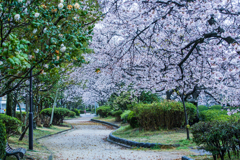 堀端の桜