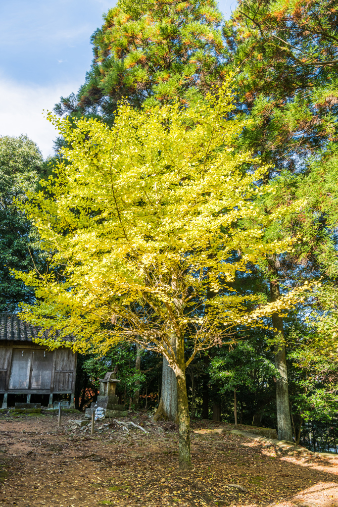 多久八幡神社のイチョウ-1